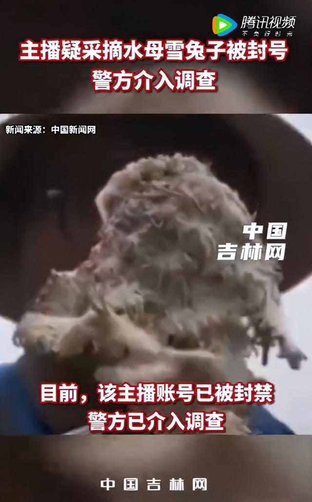 小心违法！遇见这些“兔兔”，千万注意！