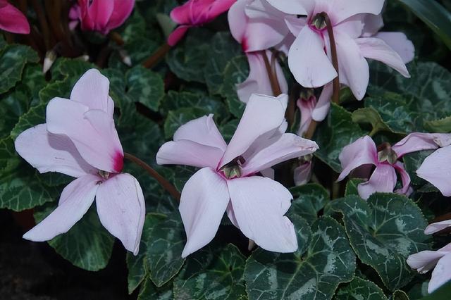 小心违法！遇见这些“兔兔”，千万注意！