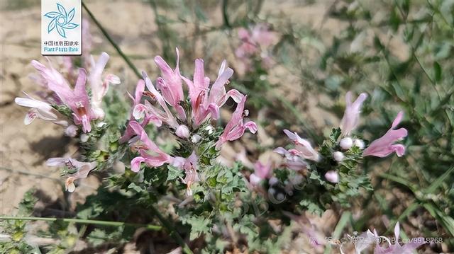 小心违法！遇见这些“兔兔”，千万注意！