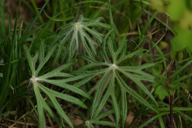 小心违法！遇见这些“兔兔”，千万注意！