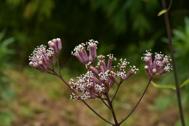 小心违法！遇见这些“兔兔”，千万注意！